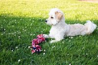 Happy Pet Twist-Tee 3 Knoop Tugger - Afbeelding 2