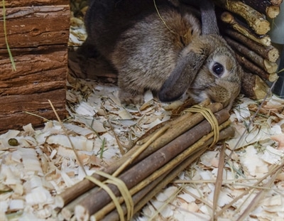 Nature First Happy Pet Willow Sticks - Afbeelding 2