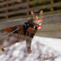 HALSBANDEN/LIJNEN OVERIG