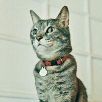 HALSBANDEN/LIJNEN NYLON