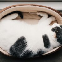 BEDDEN/MANDEN/KUSSENS