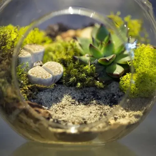 Photo-1-Small-Terrarium-768x554-1