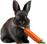 black_rabbit